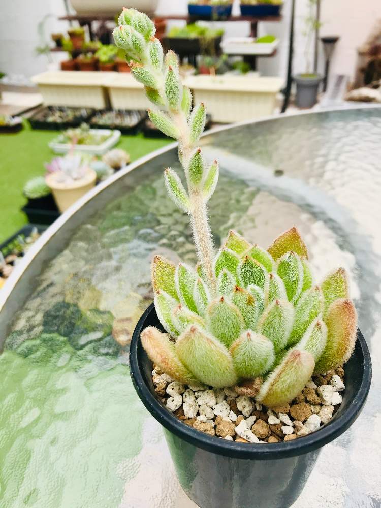 の画像 by むねちかさん | 紅輝炎と多肉植物と『おうち園芸』フォトコンテストとエケベリア属と多肉好きとタニラーと多肉生活