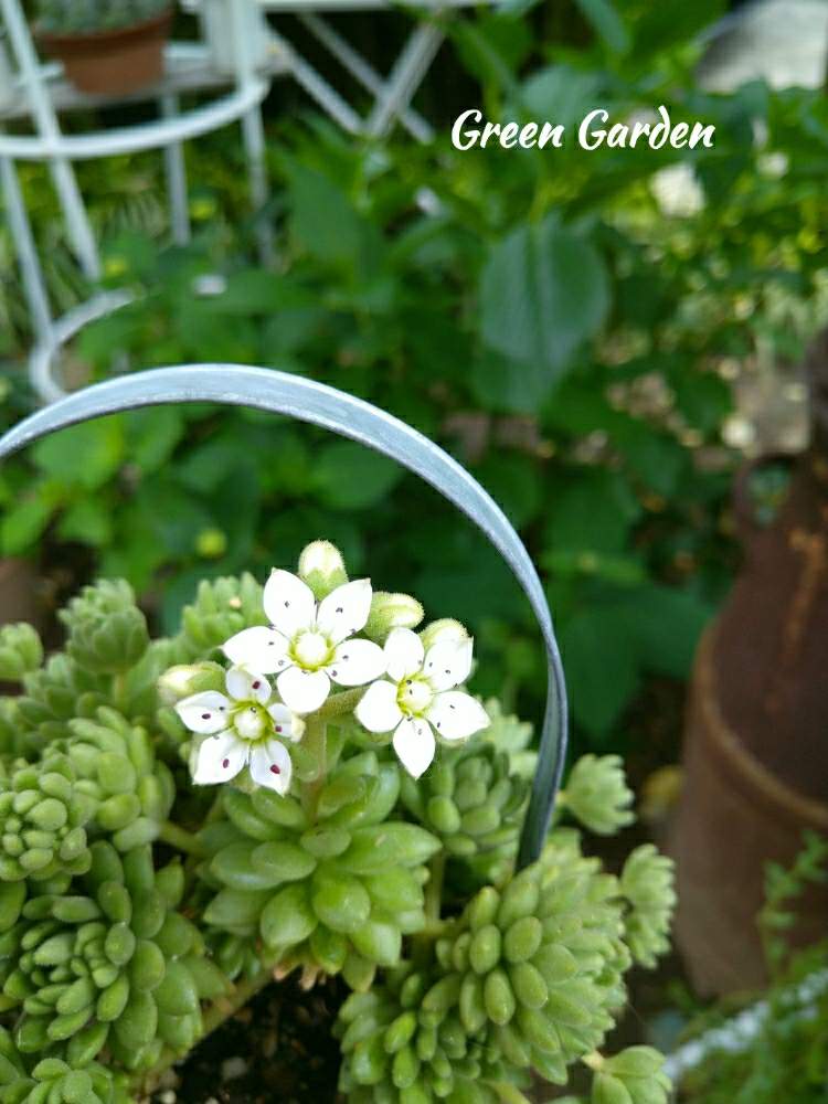 小さな庭の画像 by GreenGardenさん | 小さな庭と多肉植物と花が咲いたとウインクレリー☆と多肉植物と暮らすと今日の一枚と多肉好き