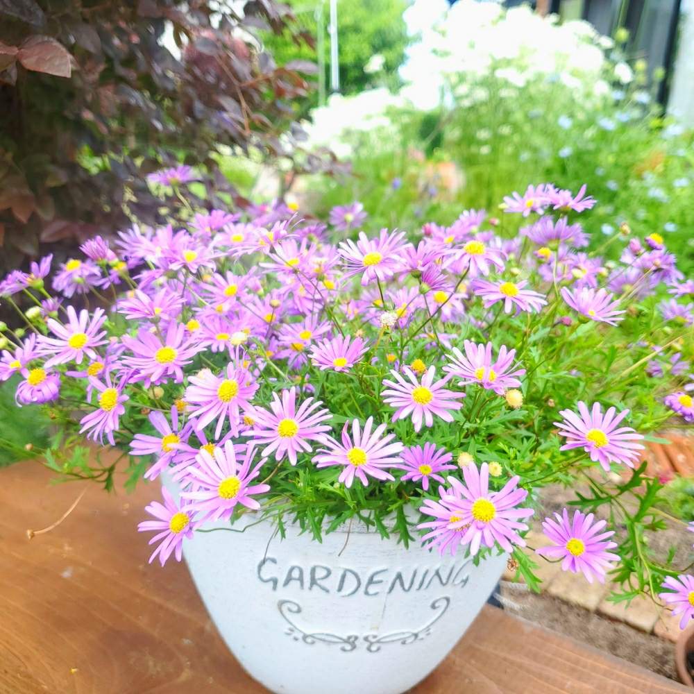 小さな庭の画像 by ライムさん | 小さな庭とブラキカムとピンクの花と花のある暮らしとおうち園芸