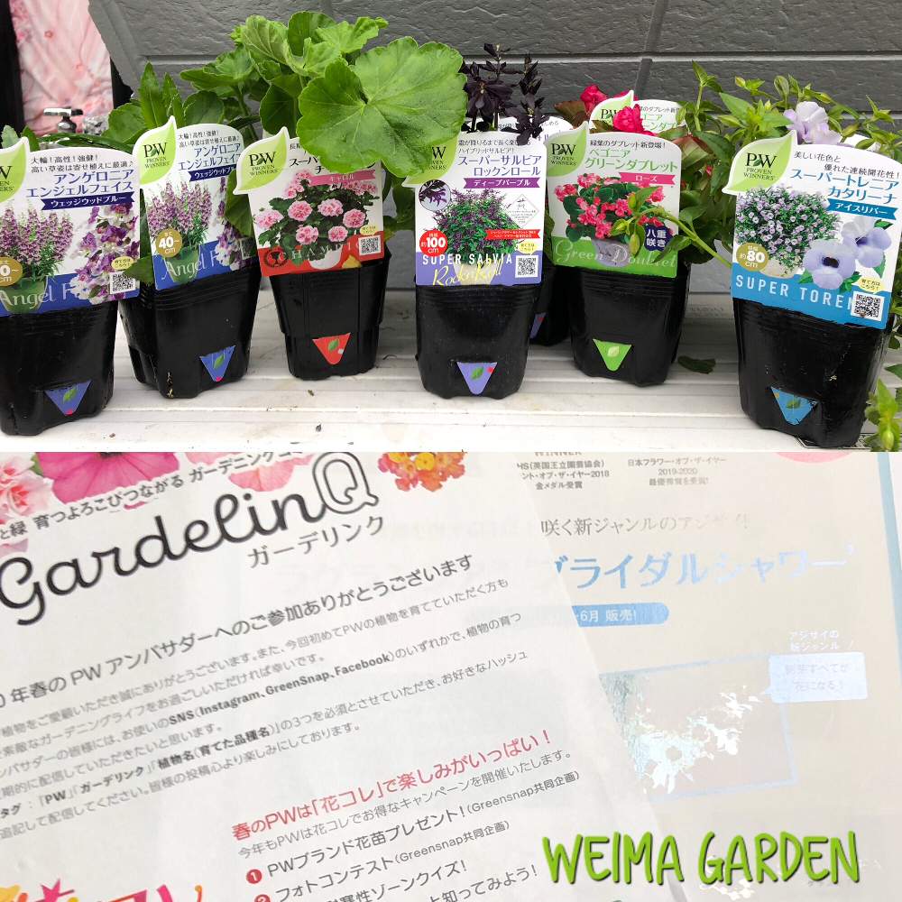 小さな庭の画像 by weima gardenさん | 小さな庭とスーパーゼラニウム・チャンピオンとアンゲロニア エンジェルフェイスとスーパーサルビア•ロックンロールとベゴニア グリーンタブレットとスーパートレニアカタリーナ;アイスリバーと初めての…とコロナに負けるな日本とPWと花いっぱい!とガーデンリフォームと庭づくりと母の庭とガーデリンクとおうちで過ごそうと花のある暮らしと大好き!と共に生きると#PWの花と母の楽しみ