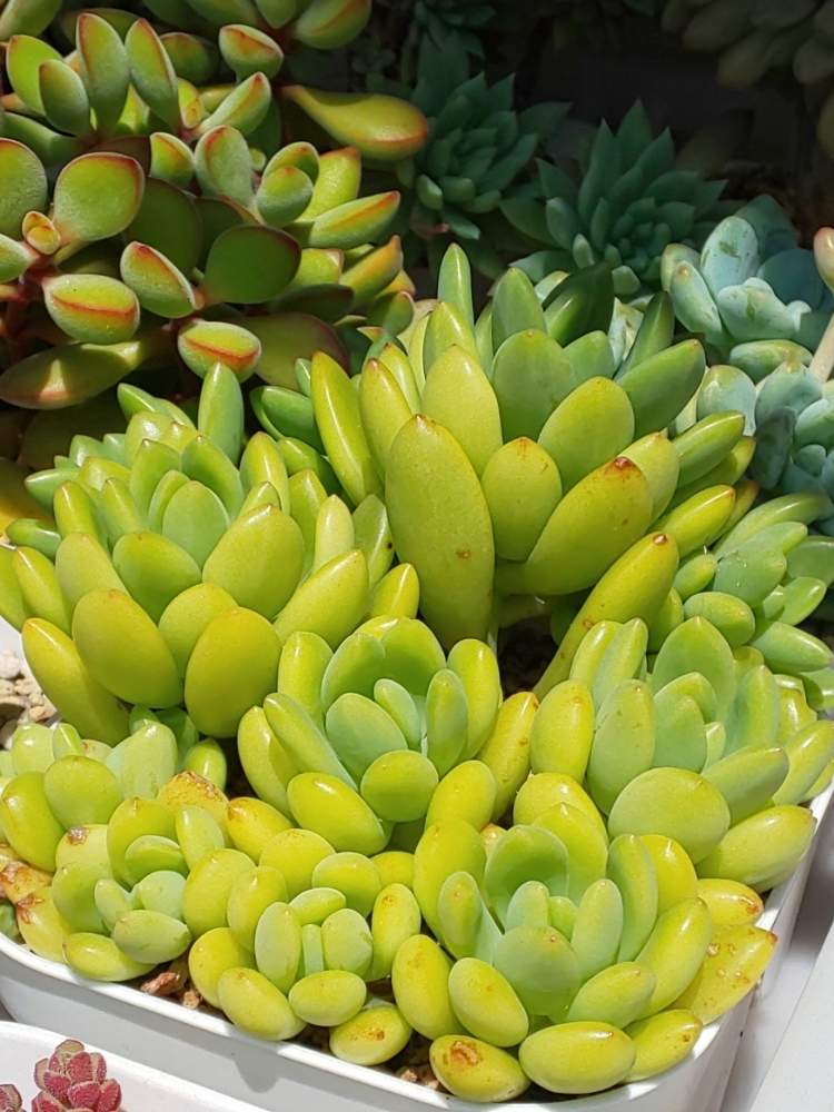 棚の画像 by たっちんさん | 棚と春萌とセダム属と多肉植物とたっちんの春萌と多肉のある暮らしとおうち園芸と『おうち園芸』フォトコンテストと多肉ラボ©と花のある暮らし
