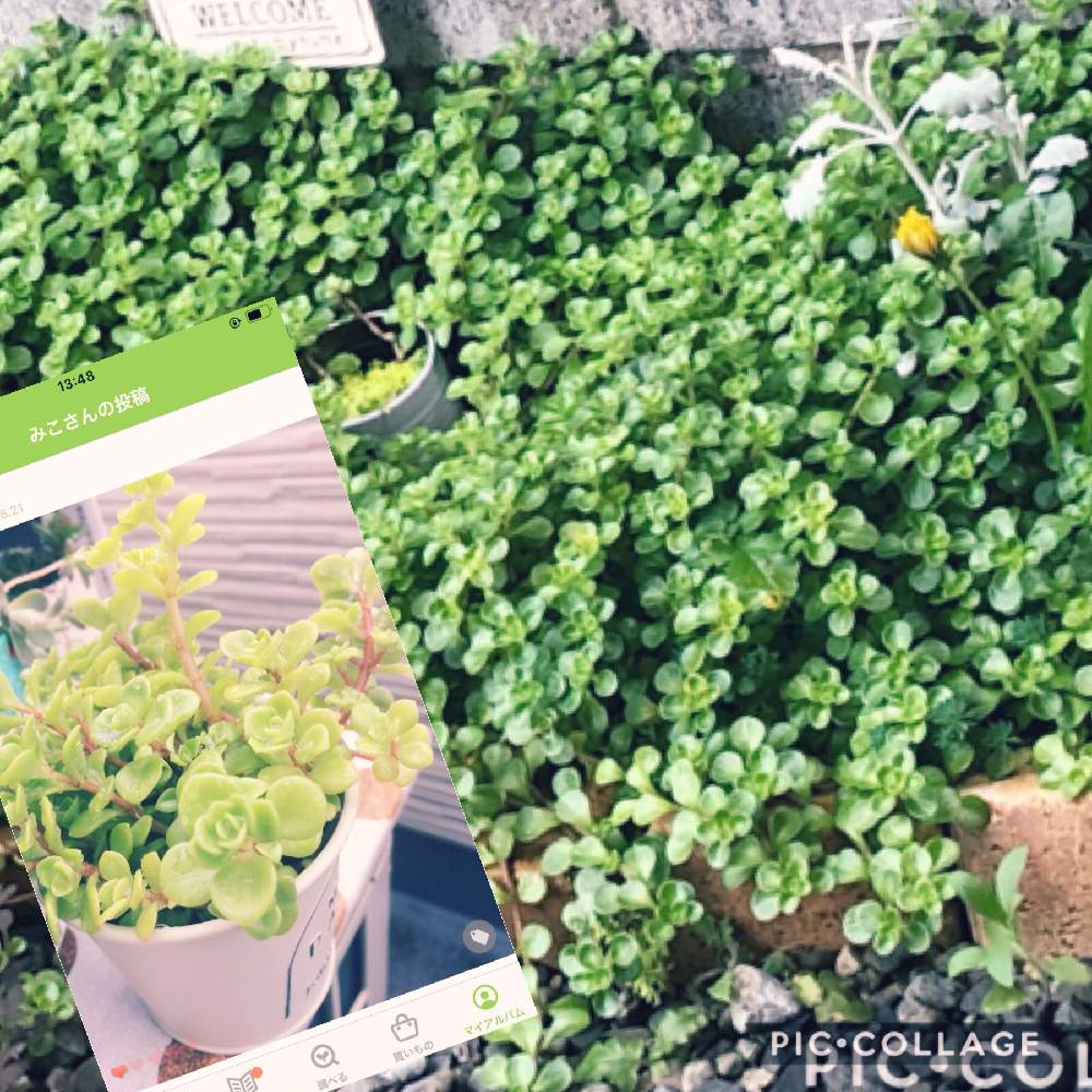 小さな庭の画像 by みこさん | 小さな庭とセダム属と多肉植物と 丸葉万年草とお家で過ごそうとたにくとおうち園芸と思いやりと多肉ラボ©と多肉女子と花のある暮らしと多肉ラボ©お題とiPhone