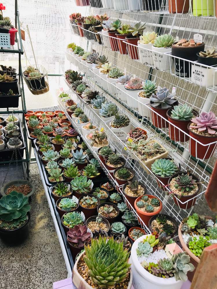 部屋の画像 by masayukiさん | 部屋と多肉植物と感動!とお洒落とカッコいいとビニールハウスの中でとおうち時間と素敵✨✨✨と嬉しいとオリジナルとビニールハウスと綺麗と寄植えと簡易ビニールハウスとハンドメイドと可愛いと繋がりに感謝✨と多肉棚ビニールハウスと自己満と素敵