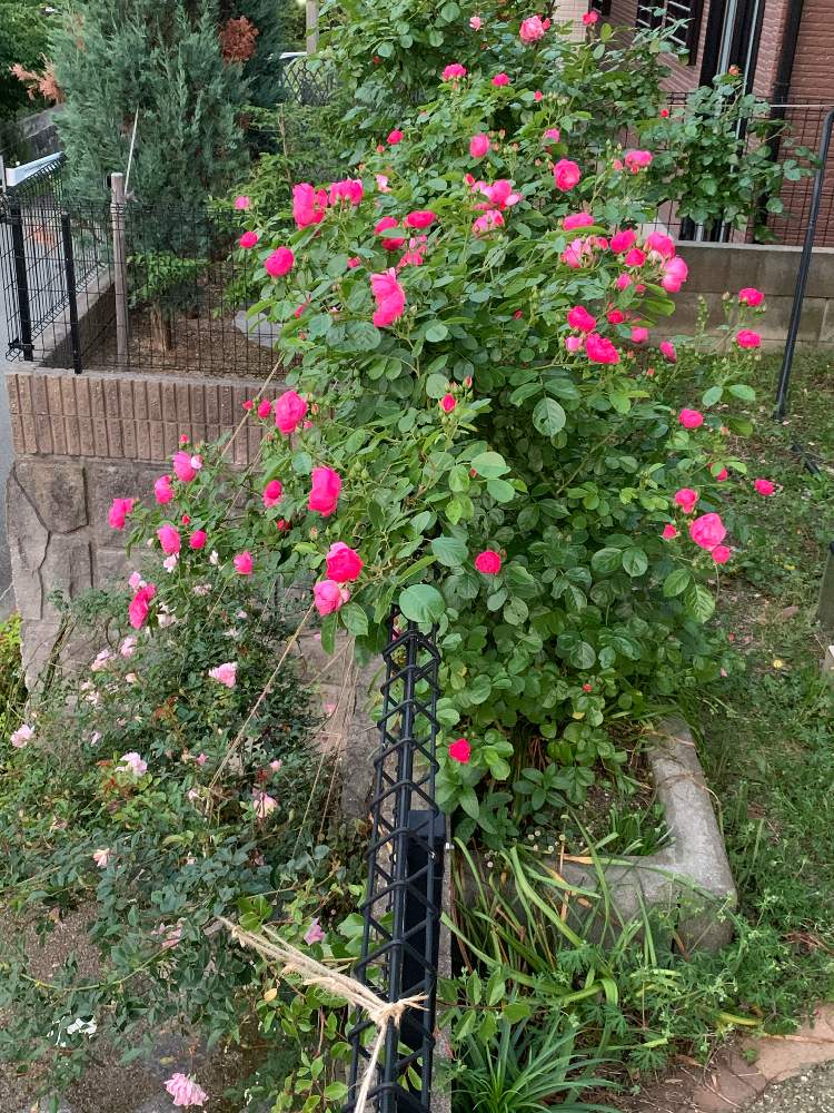 小さな庭の画像 by 『薔薇の初心者教室』How to grow Organic Roseさん | 小さな庭とYouTubeと薔薇アンジェラとつるバラ フランソワジュランビルとばら バラ 薔薇と薔薇愛同盟とLa Vie en rose gardenと水曜ローズショーとオーガニックローズと薔薇の初心者教室と花のある暮らしとラビアンローズガーデンとOrganic Rose