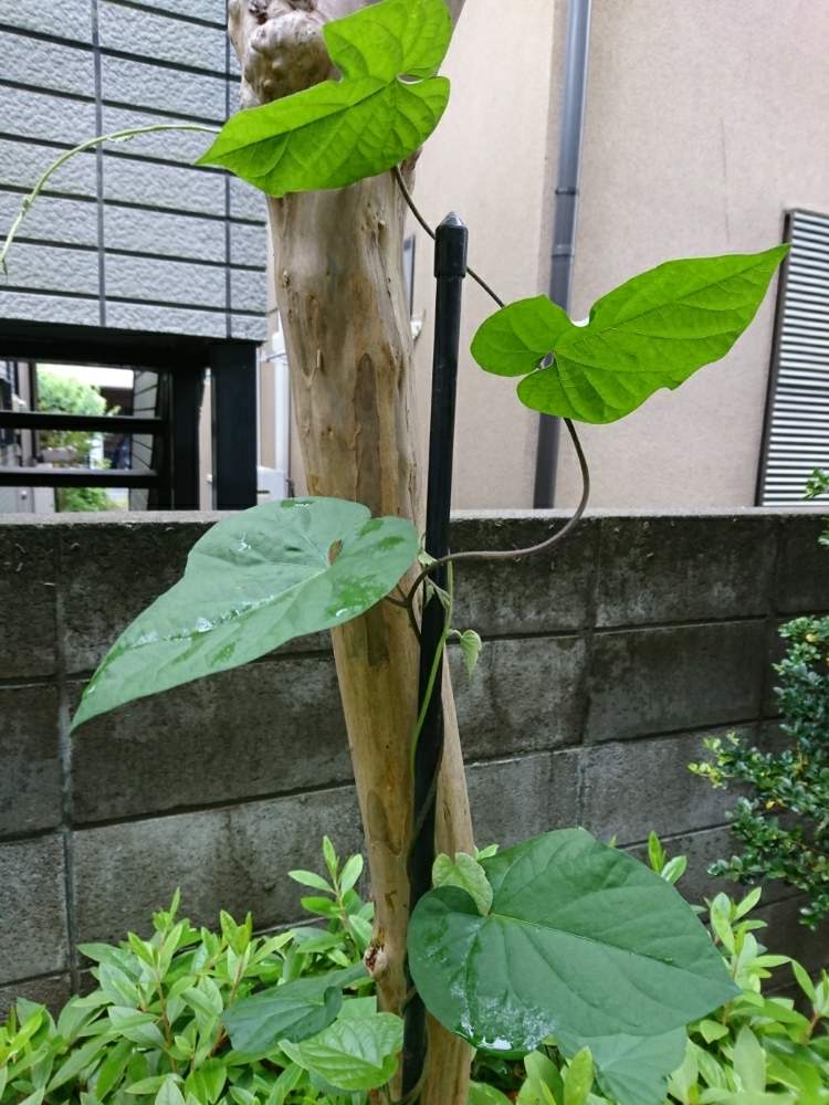 小さな庭の画像 by 黒ヌコの蓮根さん | 小さな庭と朝顔^_^と草植系紳士と黒ニャンコ隊とガーデニング8級とおうち園芸と『おうち園芸』フォトコンテストと花のある暮らしとGSアダルトチームと見守り隊