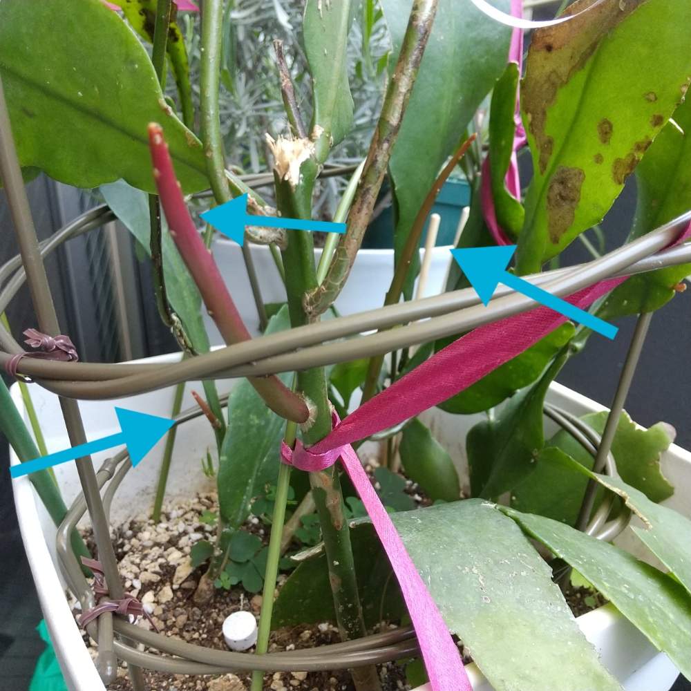 の画像 by 月華美神さん | 植物のあるくらしと癒される♡と花と緑のある暮らしとおうち時間と我が家の月下美人とおうちde菜園と∞Purple and Queen倶楽部∞と美人ちゃん成長記録♡とおうち園芸と∞Purple and queen 倶楽部∞と心のやすらぎとかわいぃな♡と∞INFINITY∞と花のある暮らしと月下美人のシュート♡と癒し✨とおうちで楽しくと我が家の美人ちゃん♡