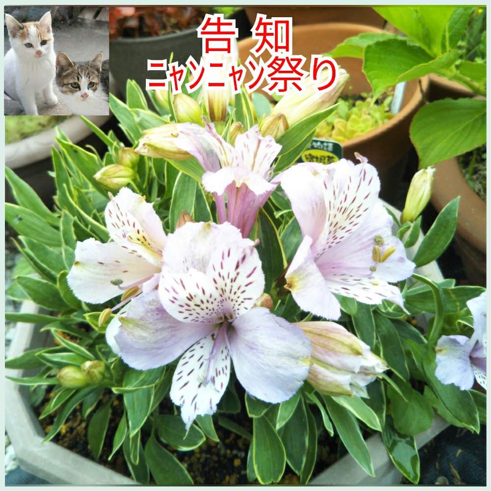 小さな庭の画像 by みちのすけさん | 小さな庭とアルストメリアとニャンニャン祭りと多肉大好きと多肉愛とGS映えと植中毒と可愛い~( ´艸`)♡と綺麗とネコ大好きと多肉女子と花のある暮らしと癒やし系❤︎と多肉初心者