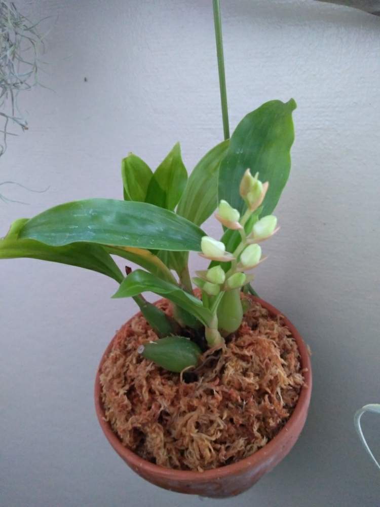 部屋の画像 by まりみさん | 部屋と着生植物とおうち園芸と植中毒とホリドータ シネンシスと吊り下げフックとお部屋ジャングル化計画