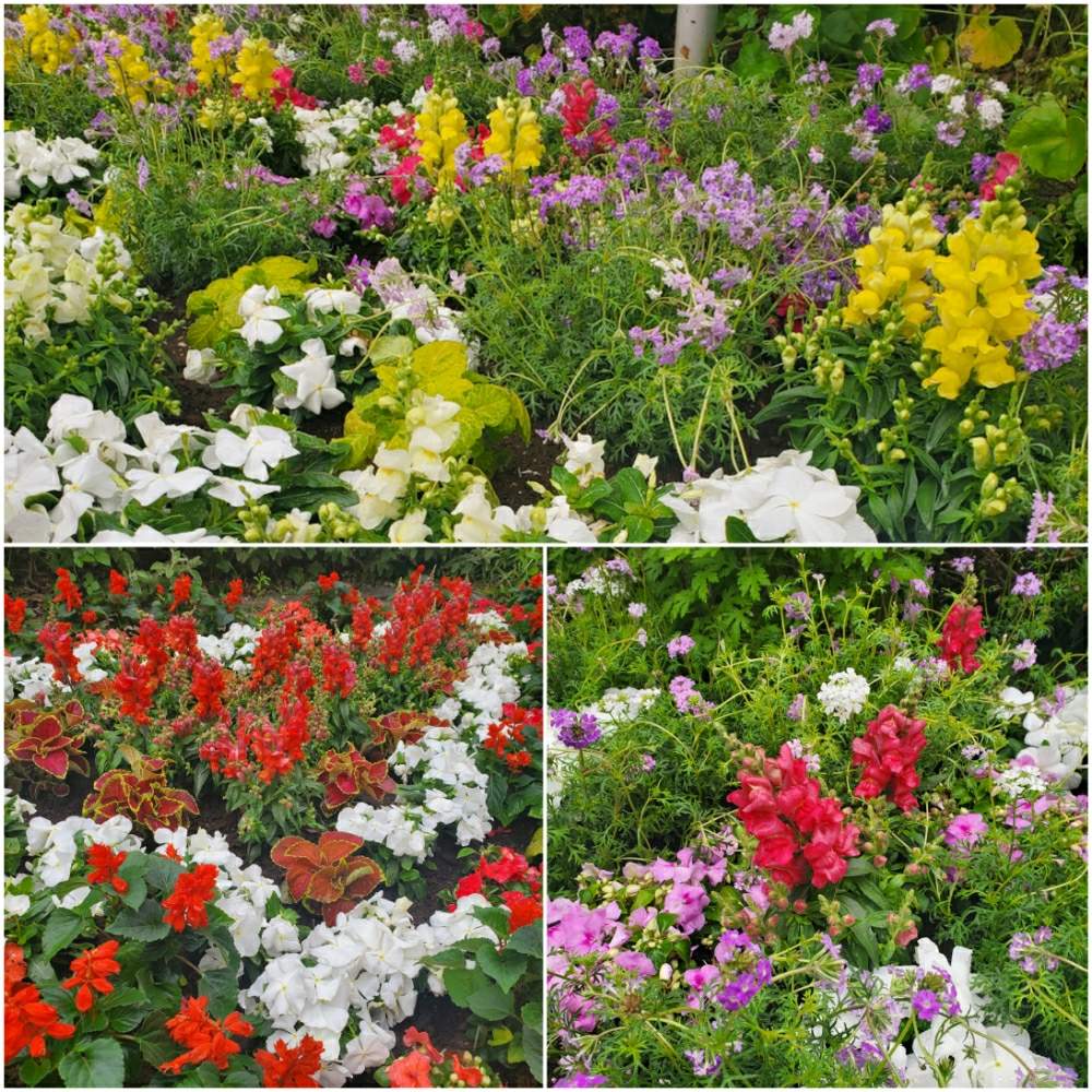の画像 by 河野自然園さん | ガーデンと草刈りと花壇とGS映えと横浜と季節の花とナチュラルスタイルとガーデニングと花のある暮らしと植え込みと河野自然園