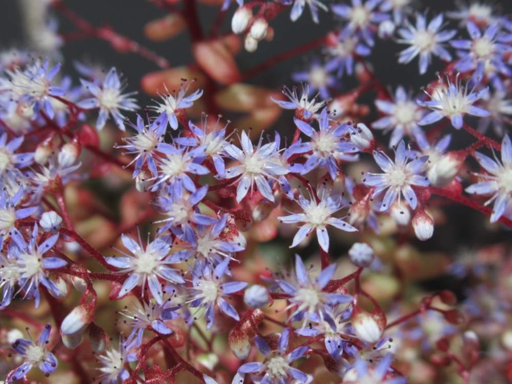 棚の画像 by ちろさん | 棚とカウルレアとc多肉とみどりのある暮らしと多肉の花とノンフィルターとおうち園芸と小花と花のある暮らしとかわいいと多肉棚