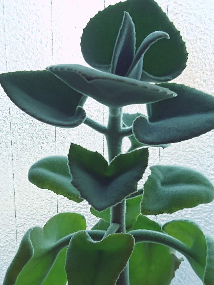 窓辺の画像 by サムゾウさん | 窓辺と仙女の舞と多肉植物ともふもふと観葉植物と植物のある暮らしとベハレンシスと成長記録とカランコエ属とかわいい