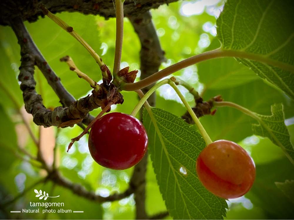 の画像 by tamagomen. nara.1964さん | 植物観察日記と気温16℃とiPhone11ProMaxと桜の実*と佐保川散策と桜の紅い実と奈良県奈良市と晴れ