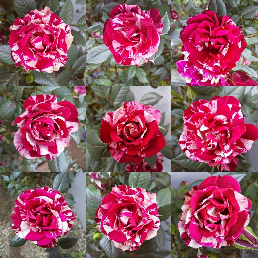 小さな庭の画像 by GARDENISTさん | 小さな庭とミニバラ ジジとおうち園芸と花のある暮らしとばら 薔薇 バラとがんばれ日本と赤いバラとstay home
