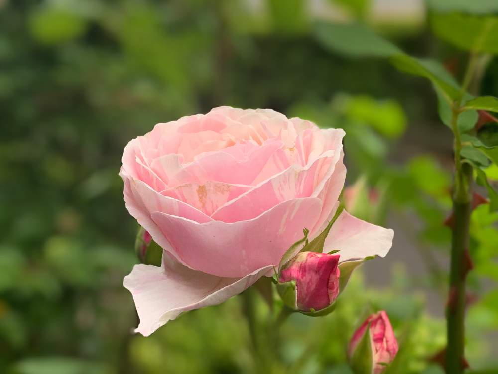 小さな庭の画像 by もす子さん | 小さな庭とお気に入りとmy rose dardenとMy rose collectionとマイコレクションとおうち園芸と植中毒と花のある暮らしとピンク可愛いと大好き❗️