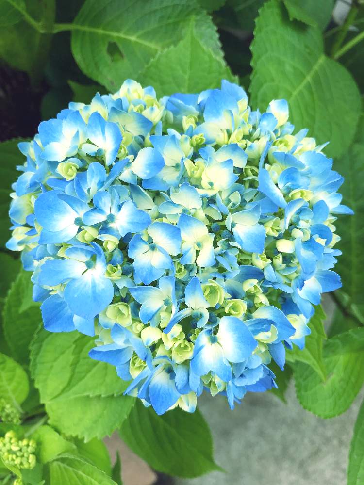 小さな庭の画像 by ひろちゃんさん | 小さな庭と紫陽花 ラピスラズリと紫陽花と(祝)青い花マニア5000picと青い紫陽花前線2020と青い紫陽花とアジサイ 紫陽花と青い花マニアとチーム・ブルー