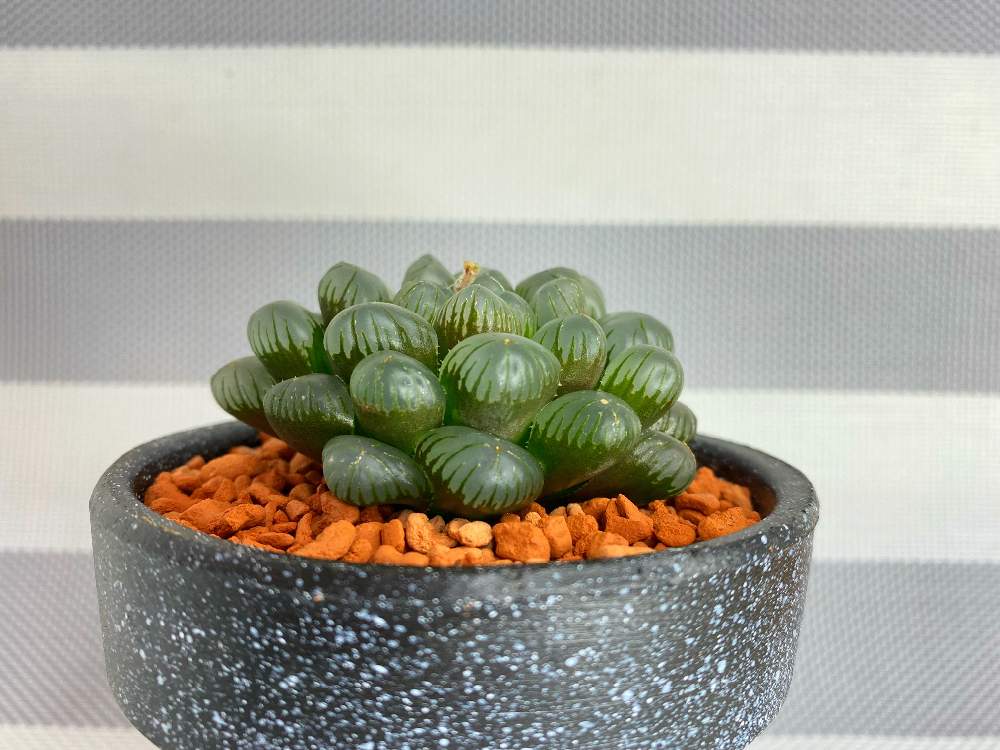 部屋の画像 by SK_Plants.さん | 部屋と紫オブツーサとハオルチア 紫オブツーサと多肉中毒と多肉植物と多肉男子とYouTubeと園芸と観葉植物とハオルチア属と植物とおうち園芸と緑のある暮らしとdisneyと多肉女子とフェイク多肉と花のある暮らしと家庭菜園奮闘日記と多肉寄せ植えと多肉初心者とリメイク鉢と多肉植物 多肉の有るくらし