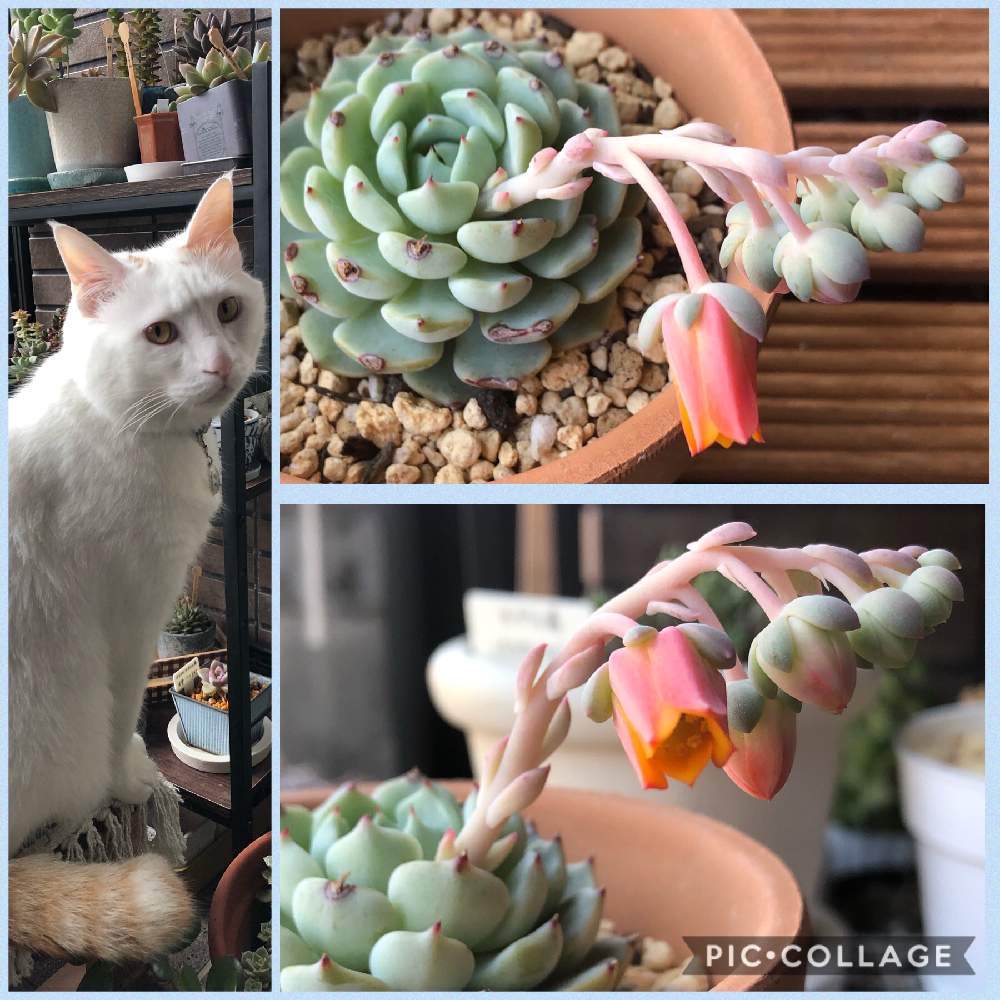 の画像 by ねこましゅさん | 野ばらの精と多肉植物と多肉collectionとニャンニャン祭りと植物初心者①とヒヤミカチ首里城!とひやみかち首里城!とGSミニモニ。と22ニャンニャンの日 ♪とエケベリア属と多肉初心者①