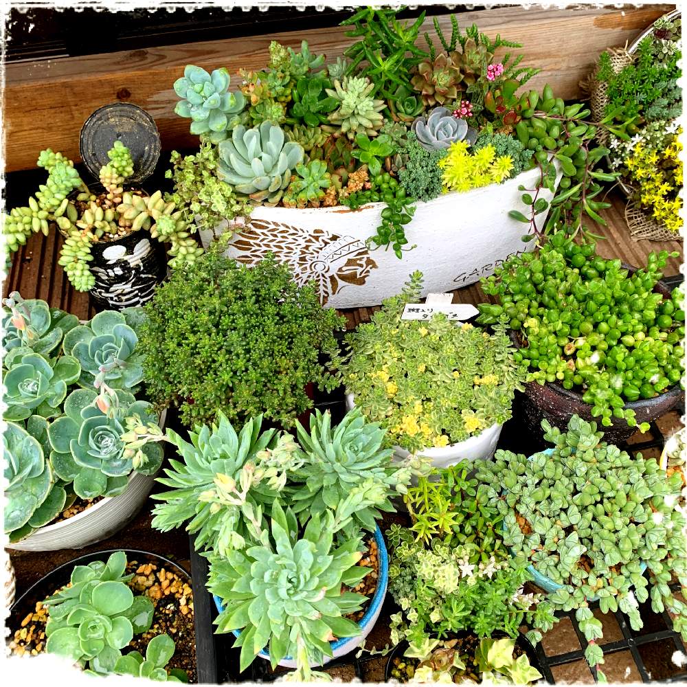 小さな庭の画像 by ღmomoღさん | 小さな庭と多肉植物と外組の1部とエケベリア属♪とお金をかけずに楽しむと田舎と多肉女子とガーデニング初心者と名前覚えるの苦手ですとありがとぅ❤