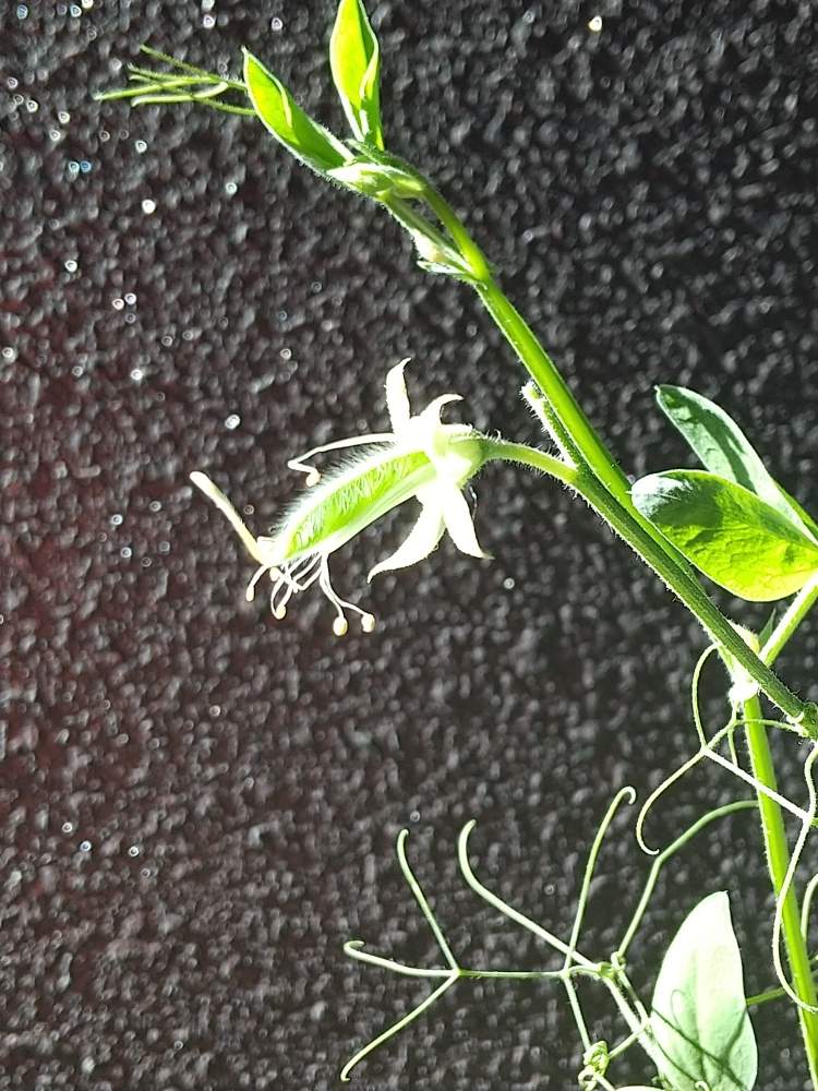 の画像 by 月華美神さん | 植物のあるくらしとタネの採取と花と緑のある暮らしと好きな香り♡と結実とおうち時間とおうちde菜園と自家採種と∞Purple and Queen倶楽部∞とおうち園芸と∞Purple and queen 倶楽部∞とMorning☀️と心のやすらぎとかわいぃな♡と∞INFINITY∞と花のある暮らしと癒し✨とスイートピー♡とおうちで楽しく