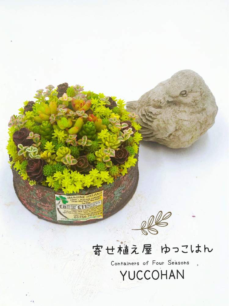 部屋の画像 by 寄せ植え屋ゆっこはんさん | 部屋と寄せ植え教室とセダムの土の話と錆び錆びペイントとリメ缶と錆び錆びとおうち時間と寄せ植えとエイジング塗装とおうち園芸とリメ鉢とアトリエと多肉女子と寄せ植え屋ゆっこはんとリメ缶寄せ植えと東急ハンズ渋谷店とリメイク缶と多肉教室と多肉寄せ植えとエイジングペイントとちまちま寄せ