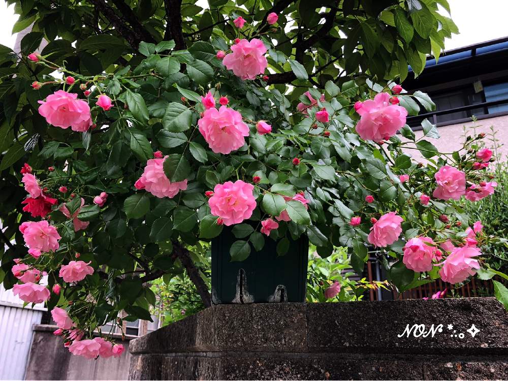 小さな庭の画像 by のん☆さん | 小さな庭とバラとアップルブロッサムと花のある暮らしとみどりのある暮らしとバラが好き