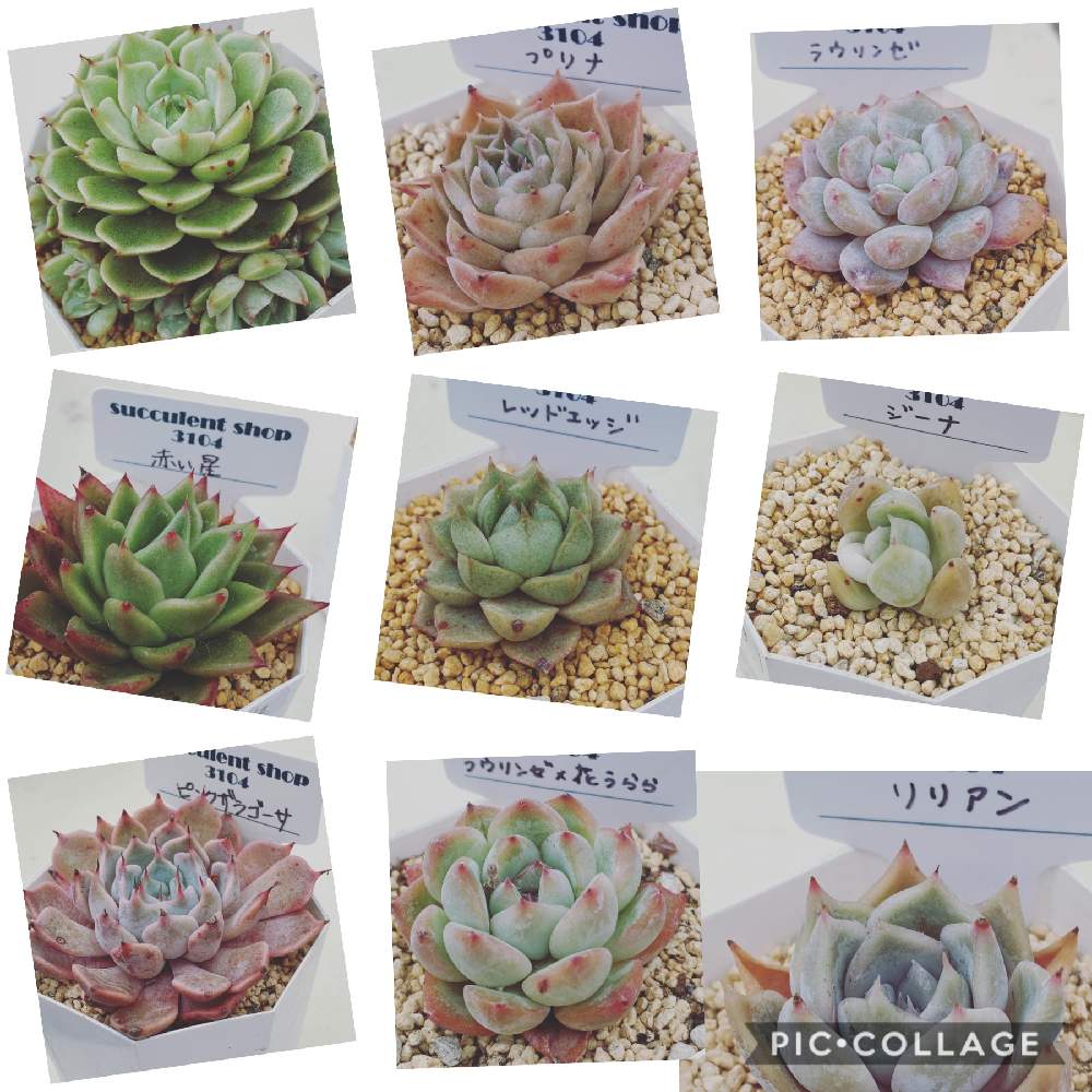 の画像 by Succulentshop3104さん | 多肉男子と販売とsucclent shop 3104
