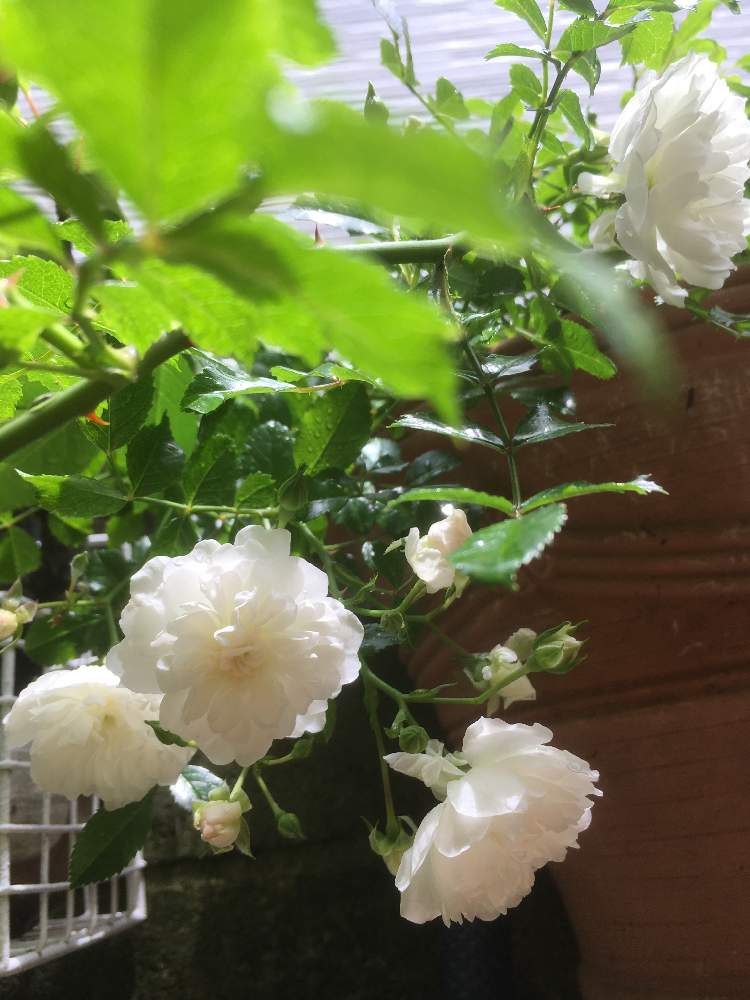 エントランスの画像 by まなさん | エントランスとバラが咲いた♫とハンギングと緑のある暮らしと今日の花と花のある暮らしと空を見上げて