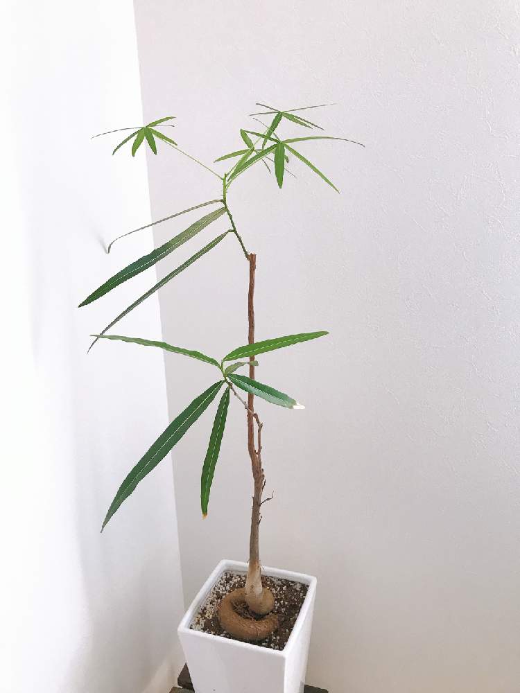 インテリアの画像 by SAさん | インテリアとボトルツリーとインドアグリーンとNO GREEN NO LIFEと観葉植物と埼玉ンズ倶楽部とわが家の観葉植物❢と新型コロナウィルスに負けるなと成長記録