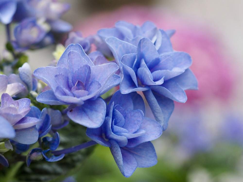 の画像 by ぶーさん | 紫陽花と青紫色の花と雨の季節と大好きと元気になれ!とご近所と青い紫陽花前線2020
