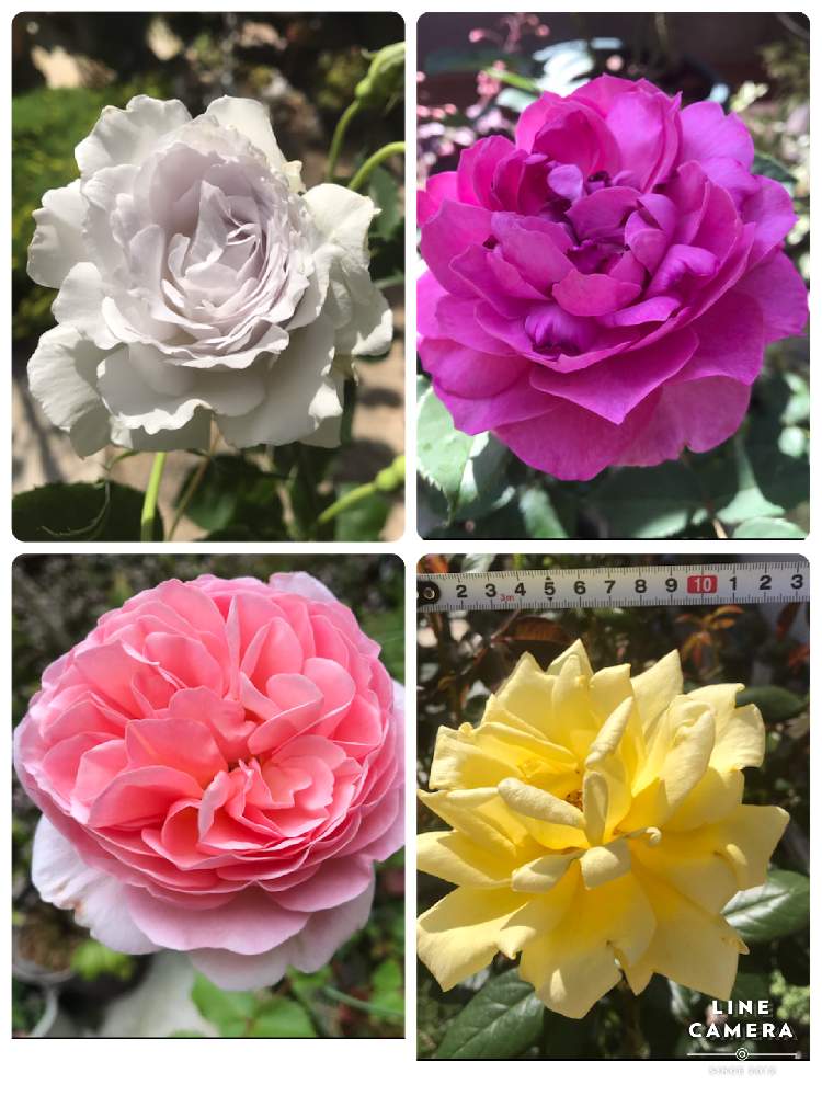 小さな庭の画像 by たえさん | 小さな庭と薔薇とピンク色のバラとバラ フィネスとばら バラ 薔薇と薔薇の季節とガブリエル バラとおうち園芸と癒されるとGSでバラ園と薔薇♪と色がキレイとチーム愛知と香りのバラとかわいい❤