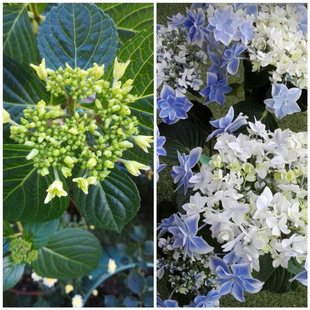 の画像 by るるさん | アジサイ 銀河と紫陽花 アジサイ あじさいとおうち園芸