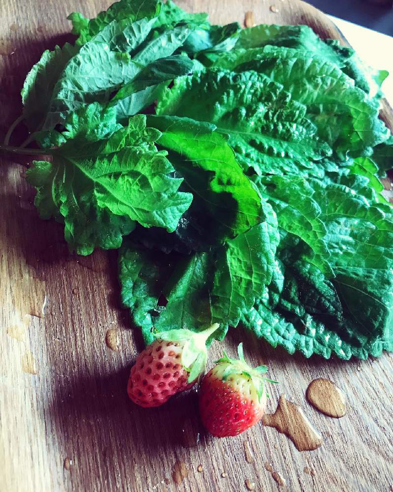 バルコニー/ベランダの画像 by manabenoLMさん | バルコニー/ベランダと野菜栽培好きと観葉植物とプランター野菜とお花を楽しむと家庭菜園とおうちde菜園と種からとキッチンガーデンとインテリアと植物とおうち園芸と緑のある暮らしと自給自足と四季咲きと夫婦でと実のなる木と花のある暮らしとお庭と家庭菜園奮闘日記とプラスチックスマートとインテリアグリーン