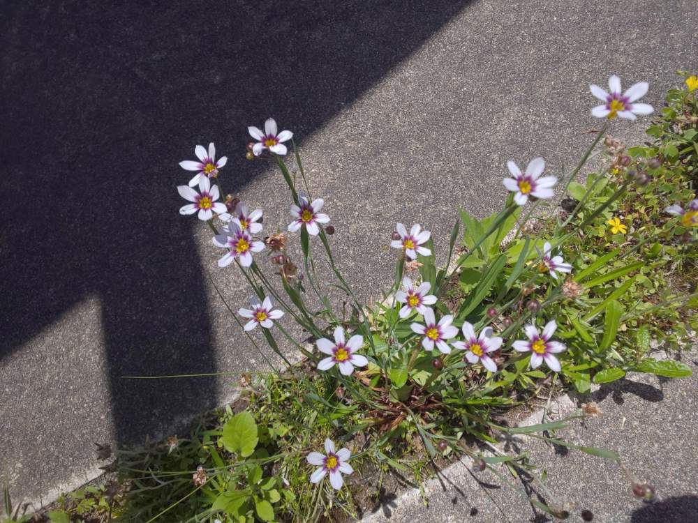 の画像 by ハクさん | 野ざらし雨ざらしと石川県と黒ニャンコ隊