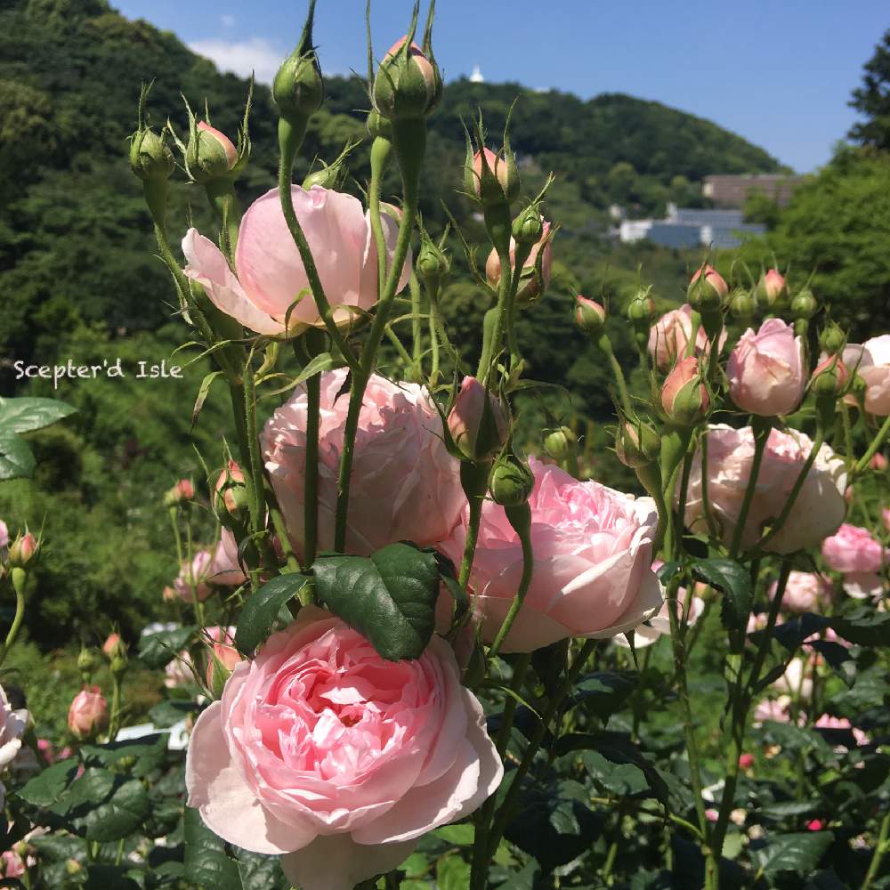 お出かけ先の画像 by ちゃーみぃさん | お出かけ先とバラとセプタードアイルと穏やかな時間と新型コロナウィルスに負けるなと過去フォトと穏やかな休日とありがとう医療従事者の方々とアカオハーブ&ローズガーデンとSo Cute!とwith コロナ