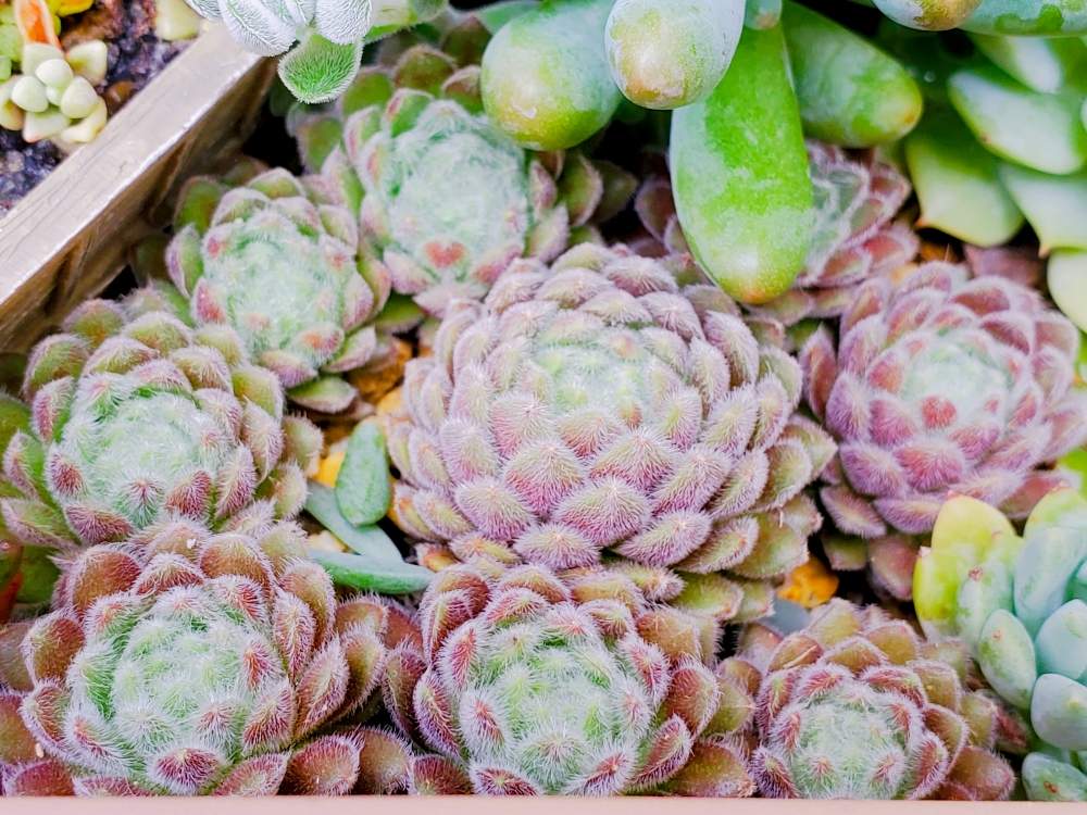 アプローチの画像 by _little_birdy_さん | アプローチとパシフィックグレースと外管理と多肉植物寄せ植えと雨ざらしと多肉植物のある暮らしとセンペルビウム属と寄植え