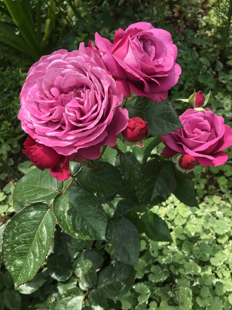 小さな庭の画像 by クサガメかめこさん | 小さな庭とプラムパーフェクト バラとばら バラ 薔薇とおうち園芸と花のある暮らしとピンクの濃いばらと色がキレイとグラデ最高!