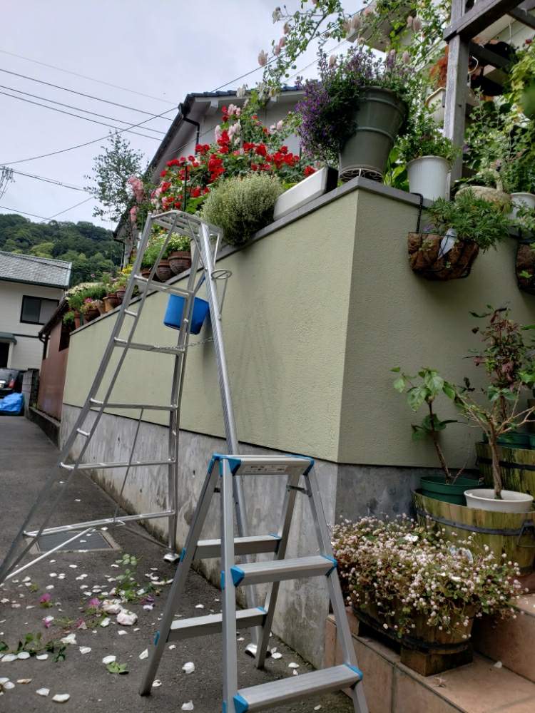 小さな庭の画像 by 天空のバラの五線譜さん | 小さな庭と幸せな日と立体的な庭造りとおうち園芸とパーゴラ♡とイングリッシュガーデンと花のある暮らしとバラ・ミニバラと花色癒し