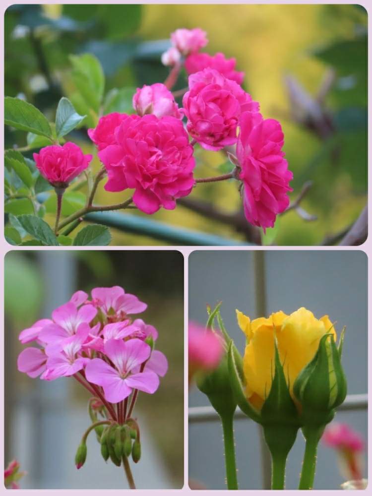 広い庭の画像 by ふくちゃんさん | 広い庭とゼラニウムとツルバラとバラ、薔薇、ばらと新型コロナウィルスに負けるなと可愛い花とおうち園芸と『おうち園芸』フォトコンテストとウォーキング中と花のある暮らしとうどん県人会