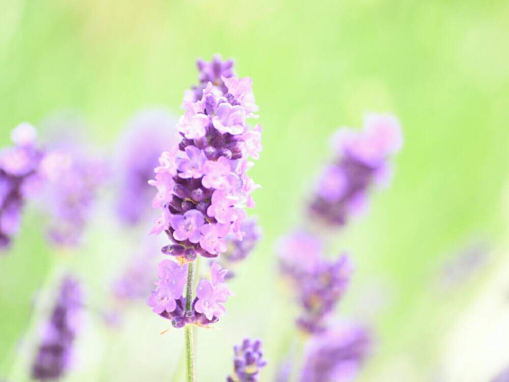 広い庭の画像 by naokichiさん | 広い庭と花壇の宿根草と一眼レフとマイガーデンとおうち園芸と庭造りと宿根草♪とガーデニングと花のある暮らし