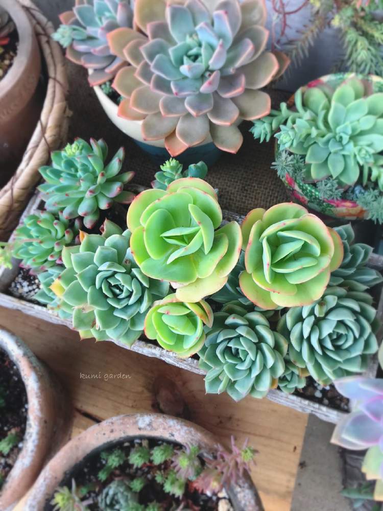 小さな庭の画像 by くみ ͙❁さん | 小さな庭と多肉植物と植物のある暮らしとうつくしま福島とがんばれ 千葉!!と多肉大好きと多肉地植えと寄せ植えと新型コロナウィルスに負けるなと多肉植物寄せ植えとエケベリア ピーチプリデ とおうち園芸とアルフレッドムーンフェアリー❤と『おうち園芸』フォトコンテストと多肉女子とがんばろう福島とガーデニングとおうちで過ごそうと花のある暮らしと多肉寄せ植えと多肉植物 多肉の有るくらし