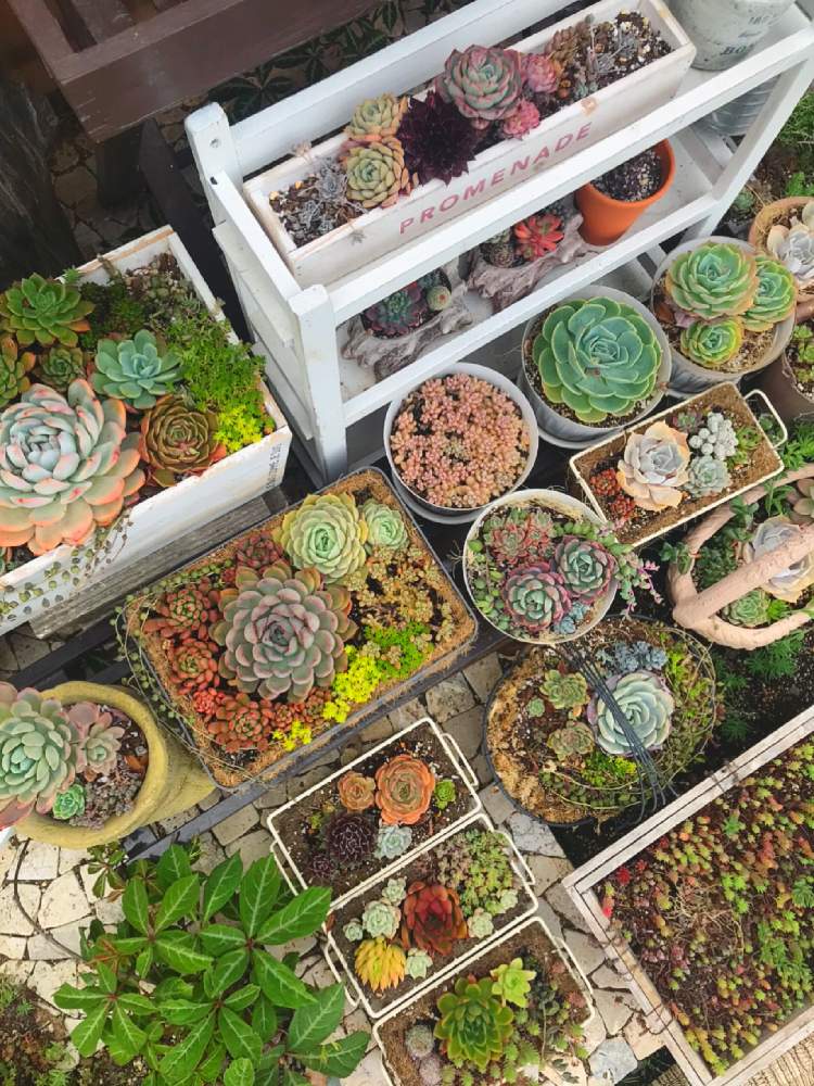 小さな庭の画像 by くみ ͙❁さん | 小さな庭と多肉植物と植物のある暮らしとうつくしま福島とがんばれ 千葉!!と多肉大好きと多肉地植えと寄せ植えと新型コロナウィルスに負けるなと多肉植物寄せ植えとおうち園芸と『おうち園芸』フォトコンテストと多肉女子とがんばろう福島とガーデニングとおうちで過ごそうと花のある暮らしと多肉寄せ植えと多肉植物 多肉の有るくらし