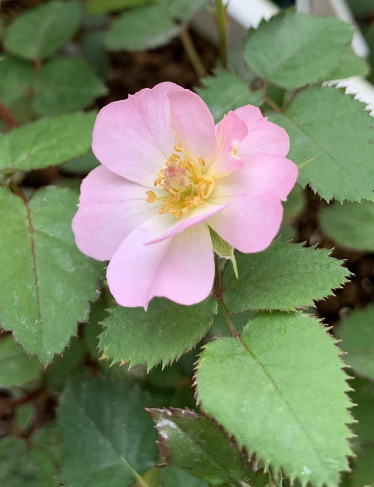 バルコニー/ベランダの画像 by エリカさん | バルコニー/ベランダとスマホ撮影とさいた✨と薔薇愛同盟と薔薇の育種と交配の薔薇