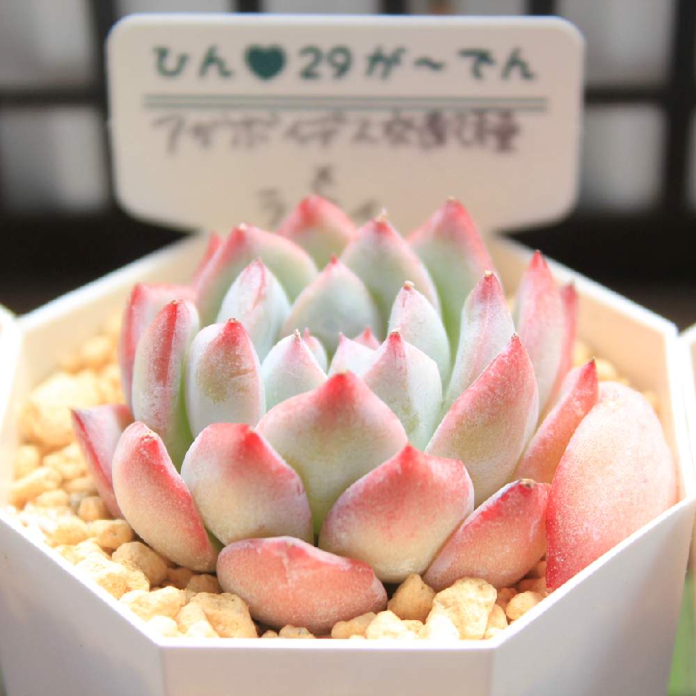 バルコニー/ベランダの画像 by リトmegさん | バルコニー/ベランダと多肉植物と我が家の多肉とお気に入り♡とわが家の多肉スペースと癒しと多肉のある暮らしと多肉植物のある暮らしとno green no lifeとおうち園芸と紅葉(こうよう)とエケベリア属と多肉女子とタニラーとひんさん苗と北海道とstay homeとsucculent
