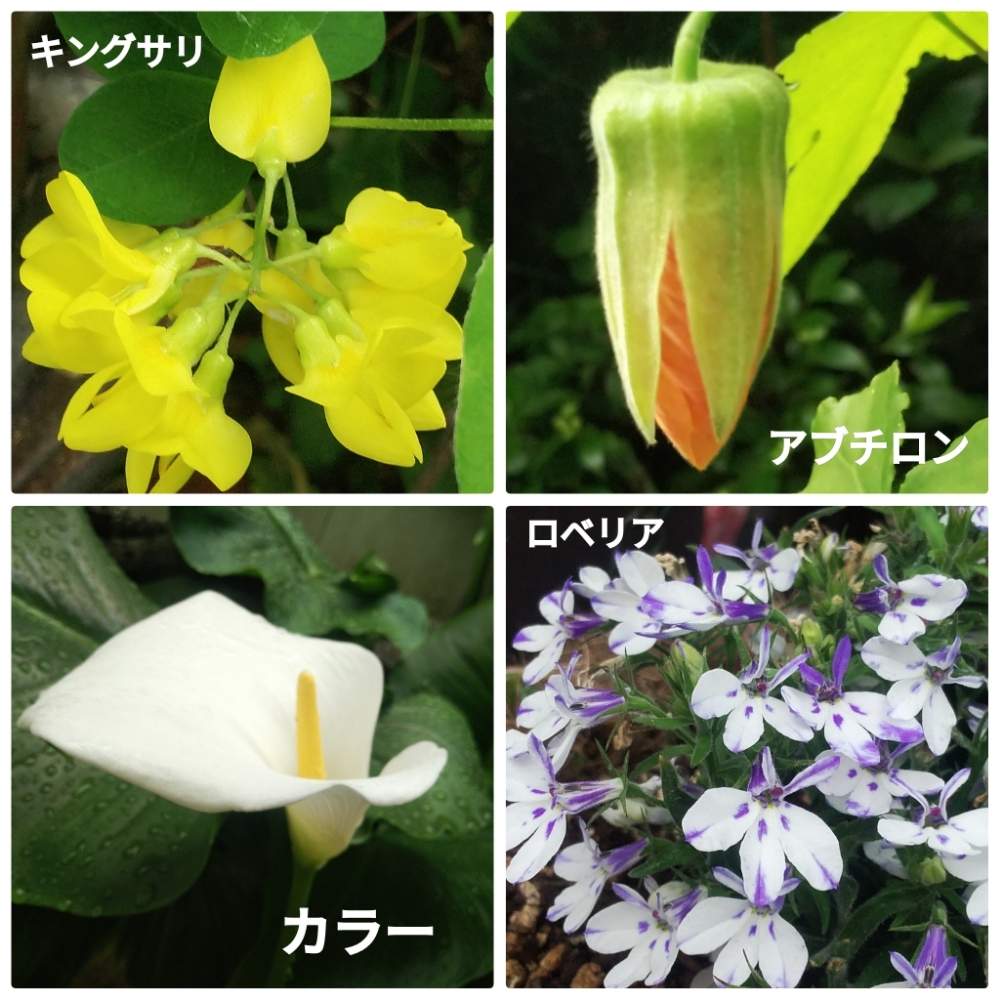 の画像 by メリーさん | アブチロンの花とカラー(切り花)とおうち園芸とキングサリの花と鉢植えと小さい花壇と裏の花壇と花のある暮らしと狭い花壇とロベリア☆と地植え
