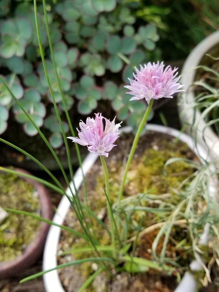 小さな庭の画像 by さちさん | 小さな庭とチャイブの花と喜ぶ心♪大切。とほんのり遊ぶとみんなの幸せ願うとプライベート楽しむとGSのみなさんに感謝♡とおうち園芸と多肉お母さんと2020.コロナウイルス対策と緑が素敵と花のある暮らしと植物日和