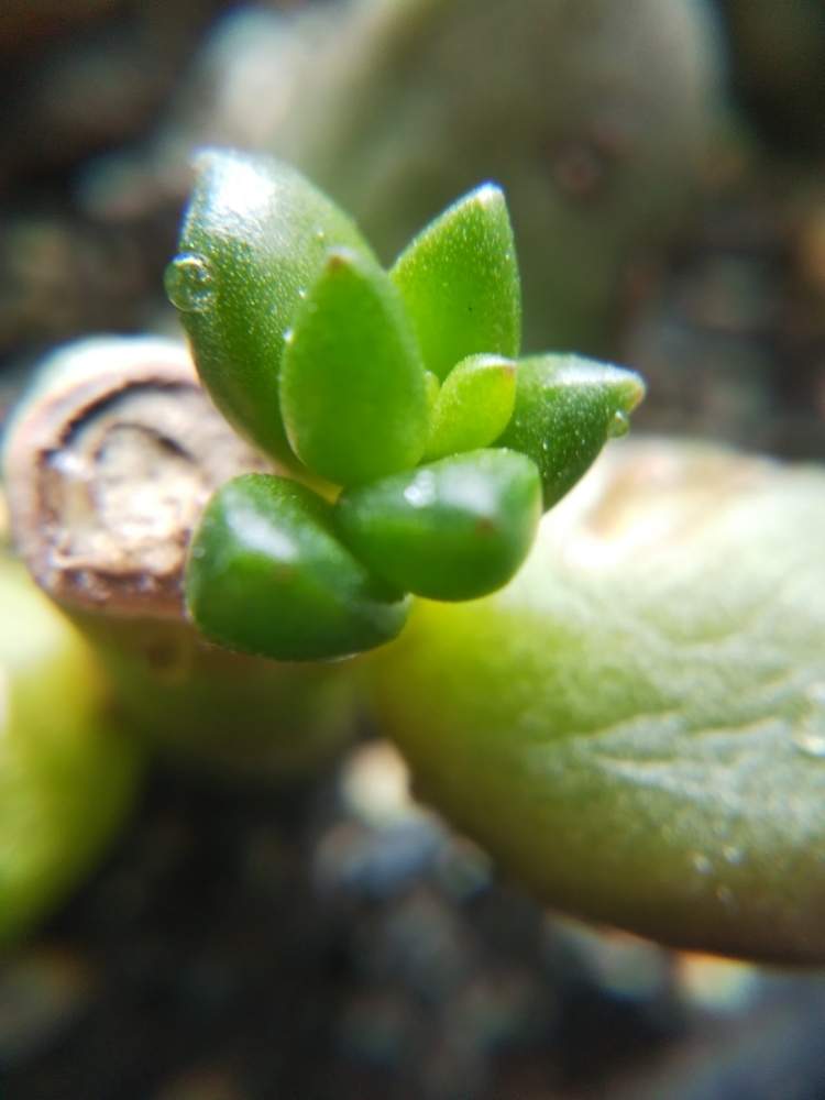 棚の画像 by はははさん | 棚と多肉屋敷とセダム属と多肉植物と観葉植物とおうち園芸と多肉花壇とジェットビズ・と多肉棚と群生派