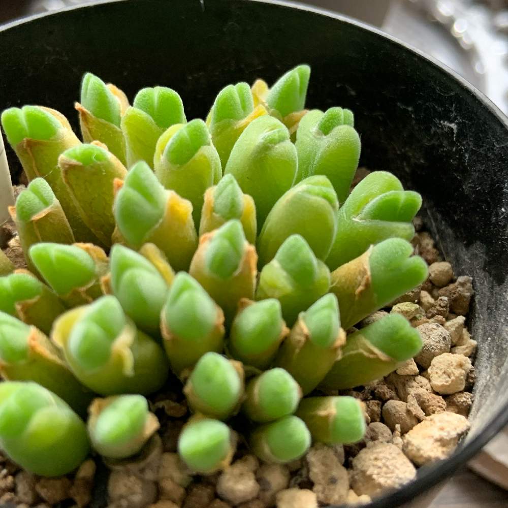 窓辺の画像 by バスケットさん | 窓辺と小米雛と多肉植物初心者と多肉植物と植物のある暮らしとメセンとしぞーか勢と多肉植物のある暮らしとおうち園芸とコノフィツム属と多肉女子とタニラーと鉢植えと花のある暮らしとかわいいな♡と静岡とGREEN UP!と静岡県とstay homeとiPhone撮影