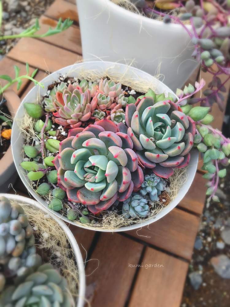 小さな庭の画像 by くみ ͙❁さん | 小さな庭と多肉植物と植物のある暮らしとうつくしま福島とがんばれ 千葉!!と多肉大好きと多肉地植えと寄せ植えと七福美尼♡と新型コロナウィルスに負けるなと多肉植物寄せ植えとおうち園芸と『おうち園芸』フォトコンテストと多肉女子とウインドオブチェンジとがんばろう福島とガーデニングとおうちで過ごそうと花のある暮らしと多肉寄せ植えと多肉植物 多肉の有るくらし