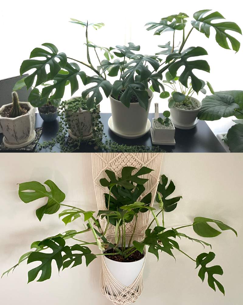 の画像 by nicoさん | ヒメモンステラとラフィドフォラ属と観葉植物とn⁂103とn⁂007と成長記録と切り戻し