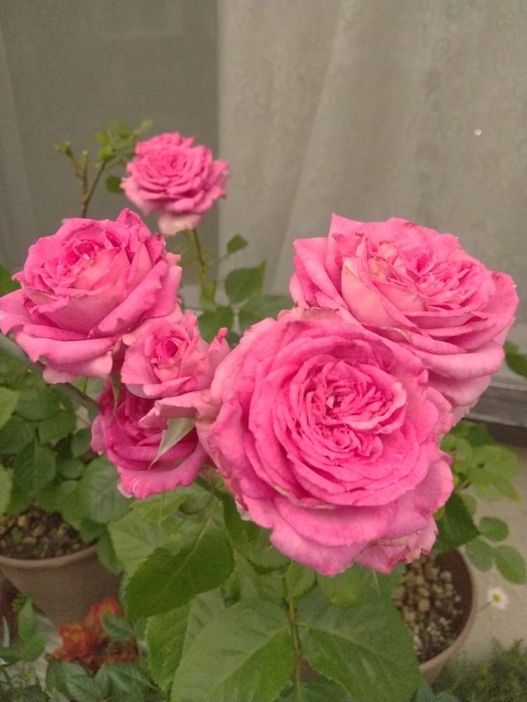 小さな庭の画像 by flower&skyさん | 小さな庭とフォーエバーローズと花の咲く木とピンクの花と満開とおうち園芸と春の花。と花のある暮らし